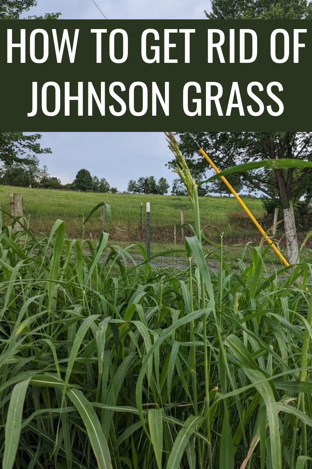 How to get rid fo Johnson grass.
