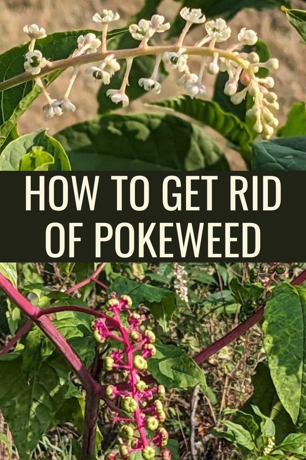 How to Get Rid of Pokeweed.