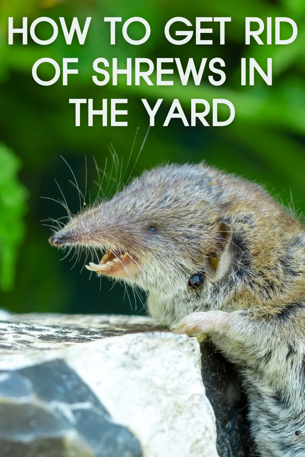 How to get rid of shrews in the yard.