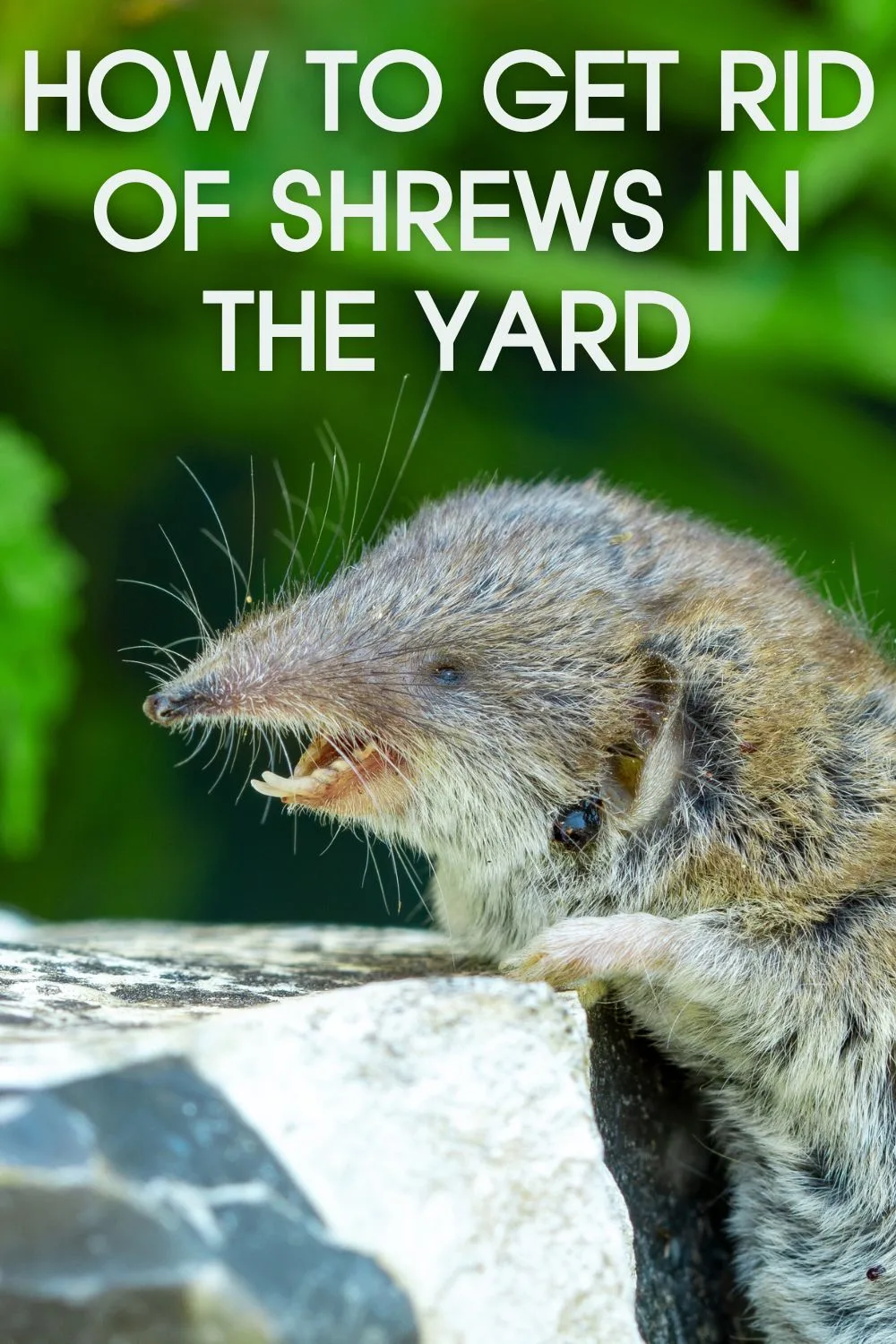 How To Get Rid Of Shrews In The Yard 4 Great Tips