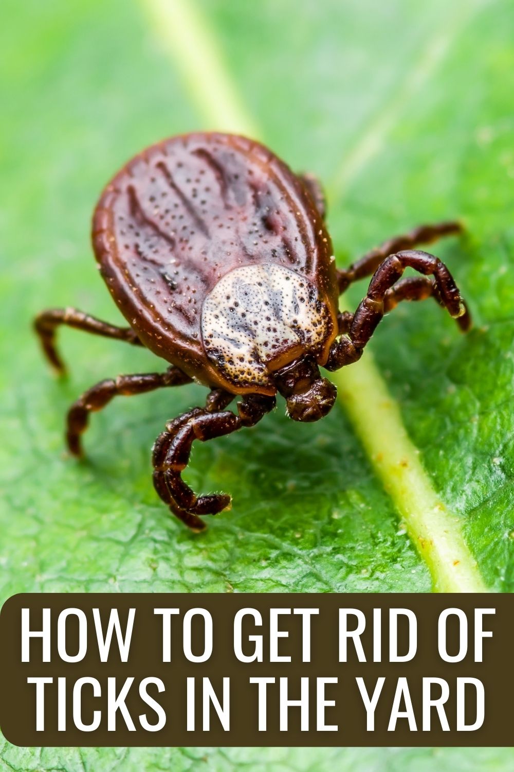 How to get rid of ticks in the yard. 