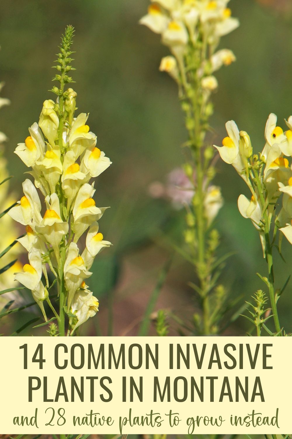 14 common invasive plants in Montana (and 28 native plants to grow instead).
