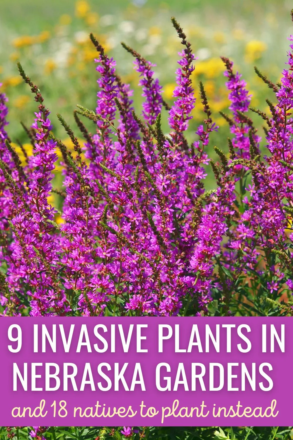 9 Invasive Plants in Nebraska Gardens (and 18 natives to plant instead).