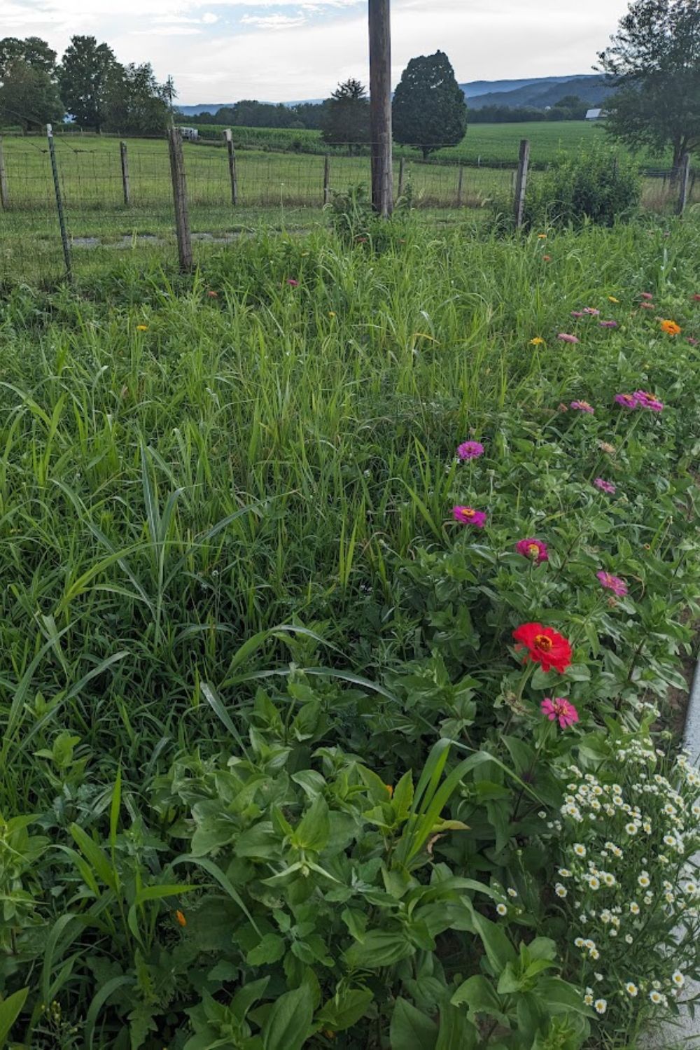 Lots of Johnson grass in my driveway garden. 