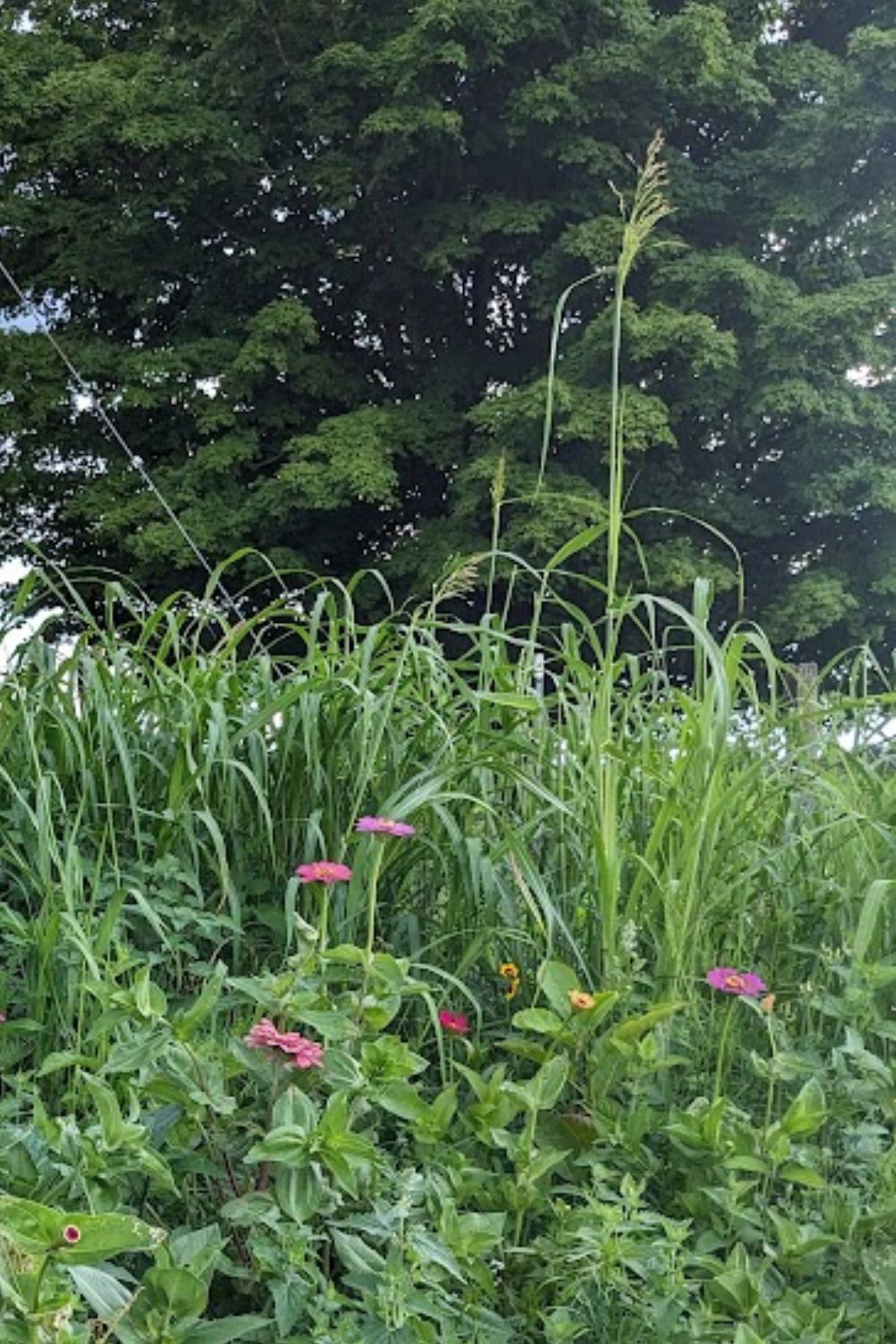 Tall Johnsongrass overtook my zinnia flower bed.