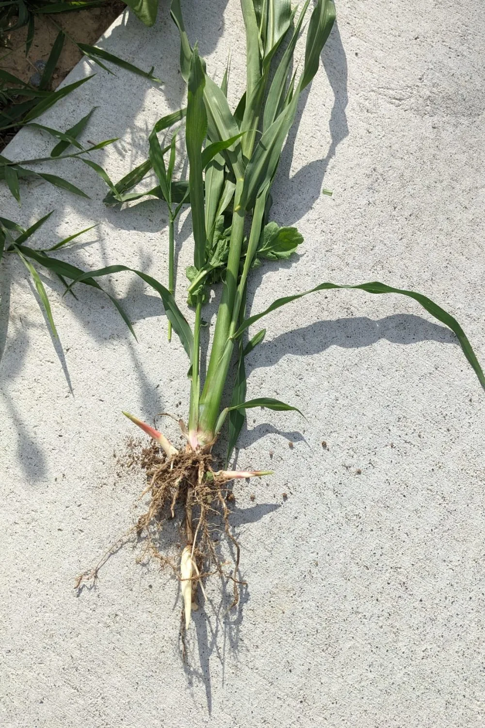 Johnson grass plant pulled from the ground with roots and rhizomes showing.