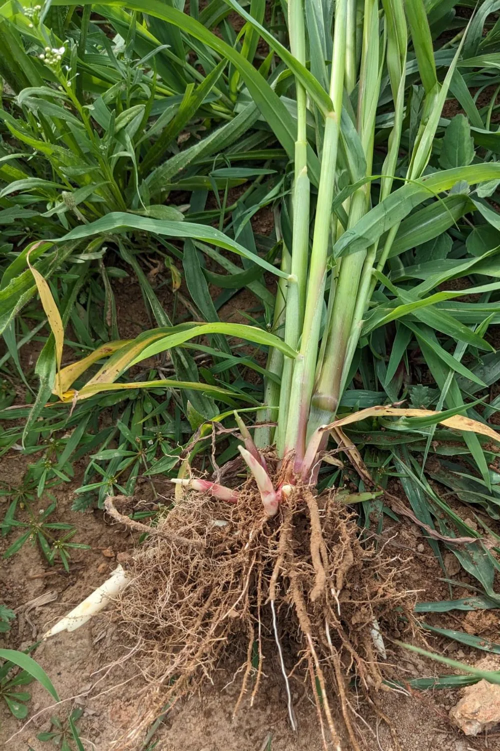 Johnsongrass roots and rhizomes.
