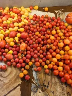 Lots of colorful tomatoes: pear-shaped, cherry, red, yellow, and orange.