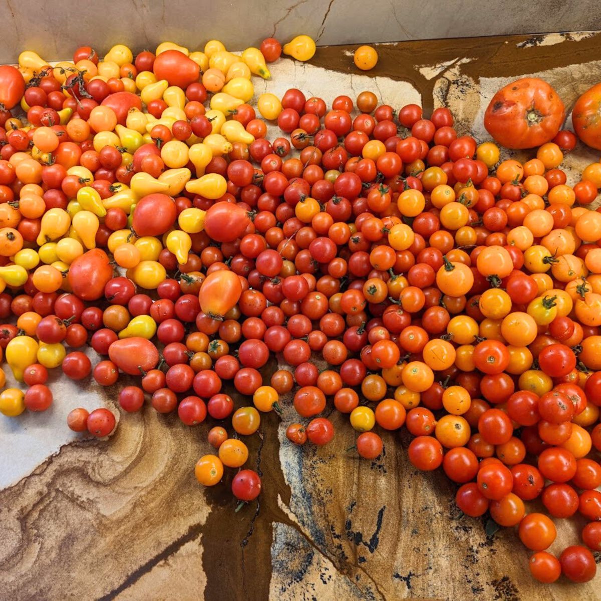 Lots of colorful tomatoes: pear-shaped, cherry, red, yellow, and orange. 
