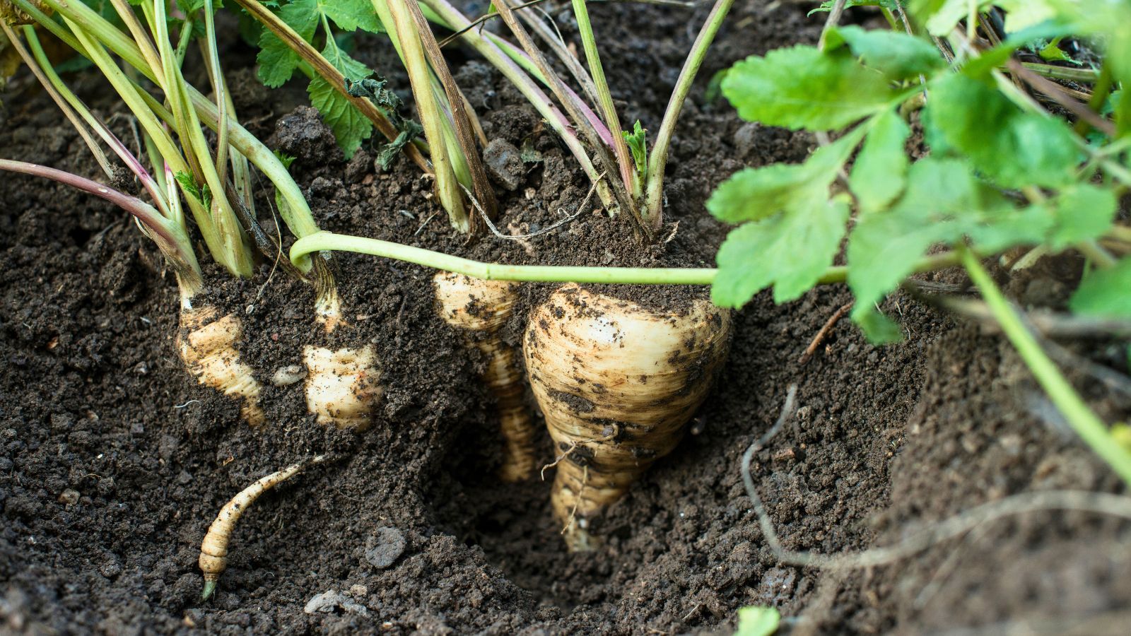 Parsnips in the garden.