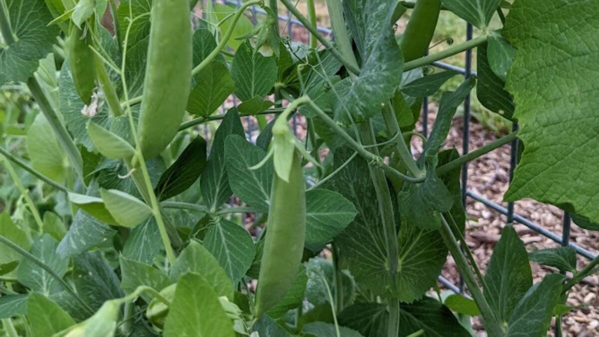 green peas on the vine