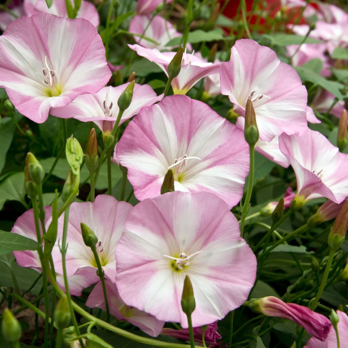 pink bindweed.