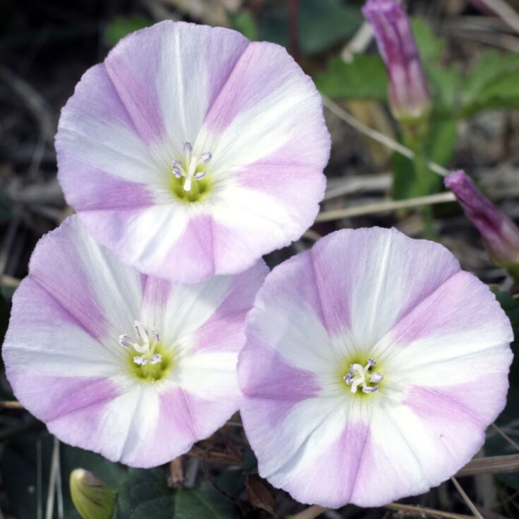 Pink field bindweed flowers.