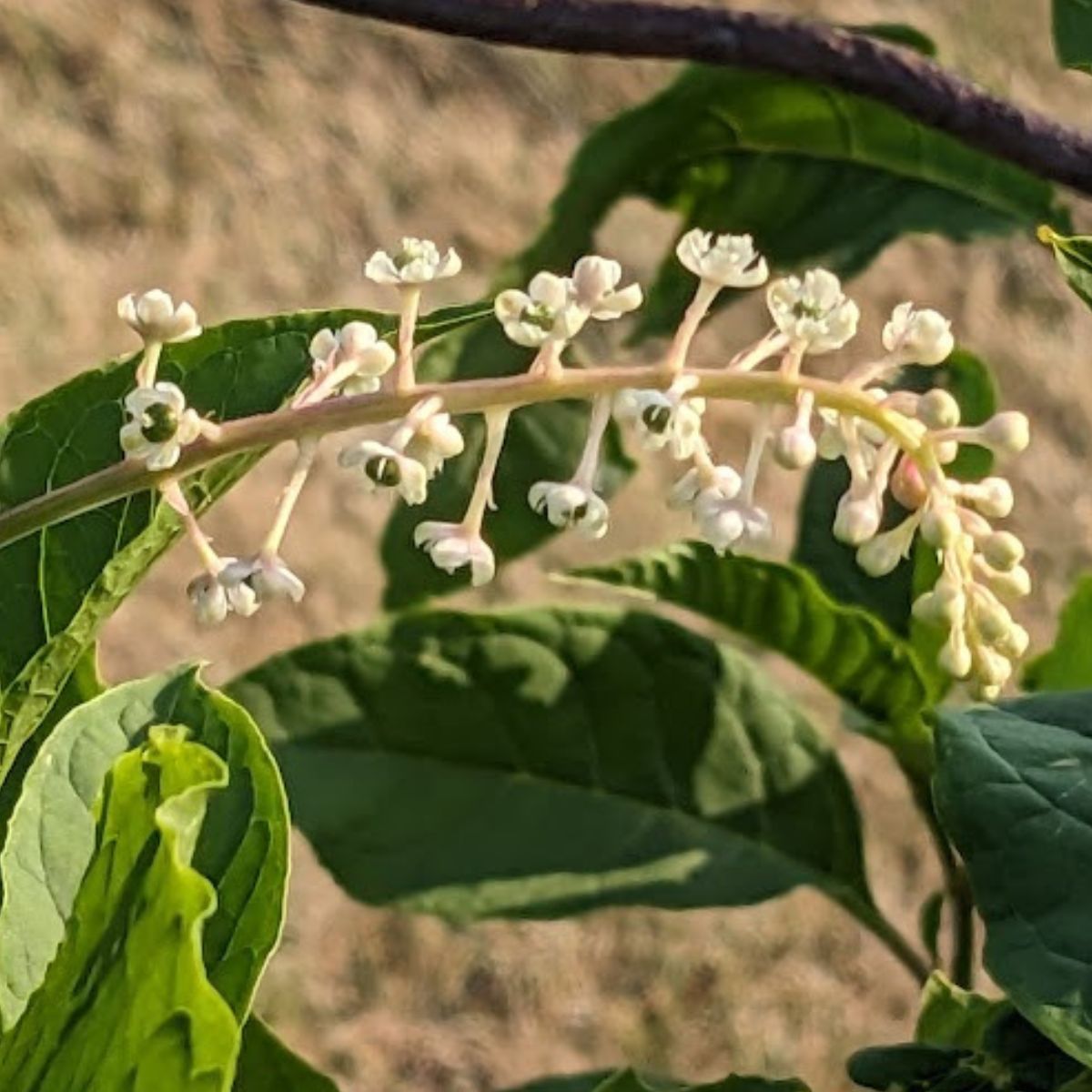 pokeweed flowers