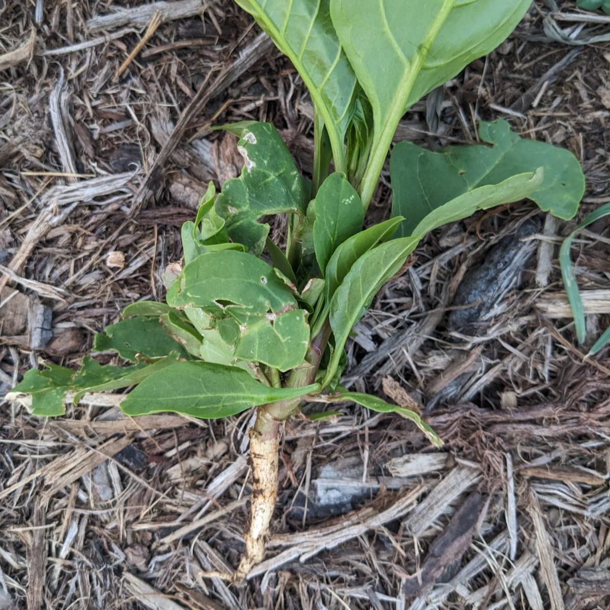 pokeweed root. 