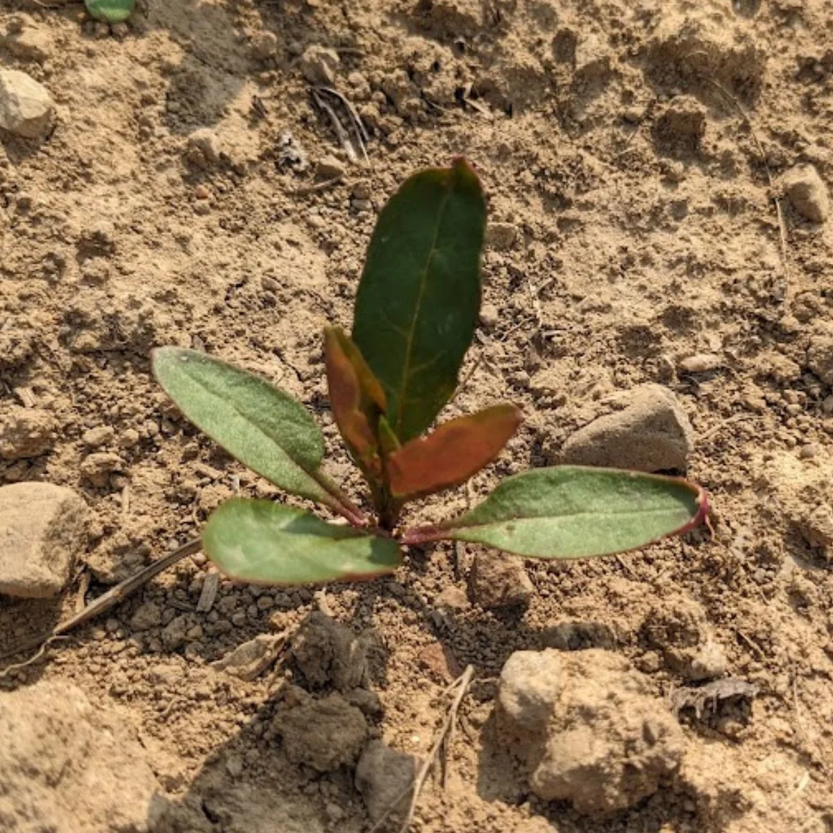 Pokeweed seedling.