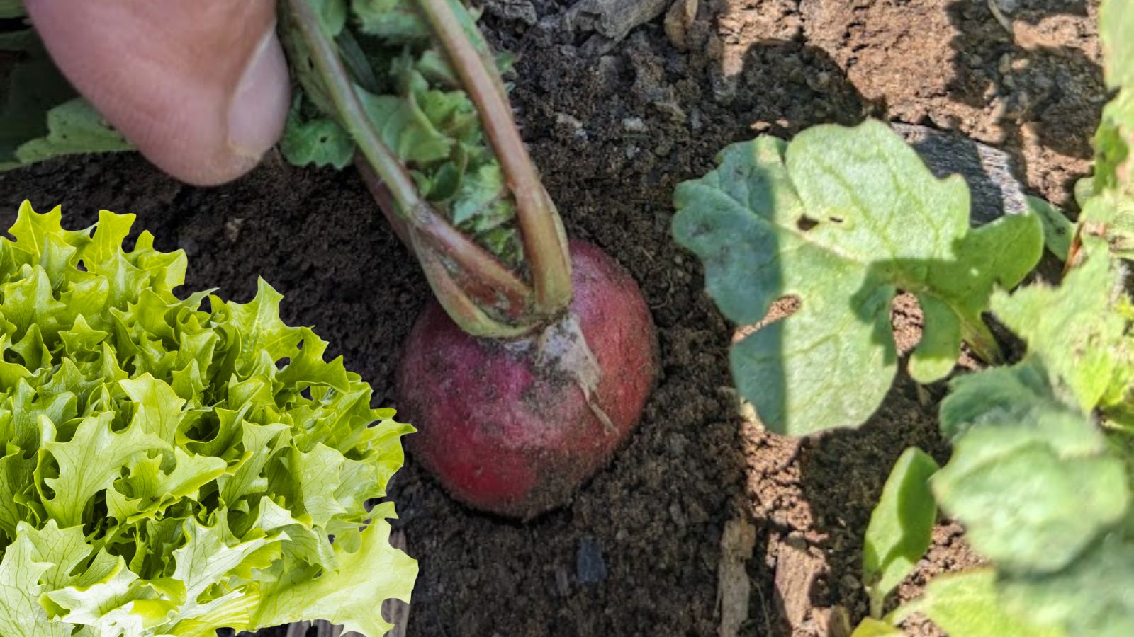 Pulling a radish out of the garden.