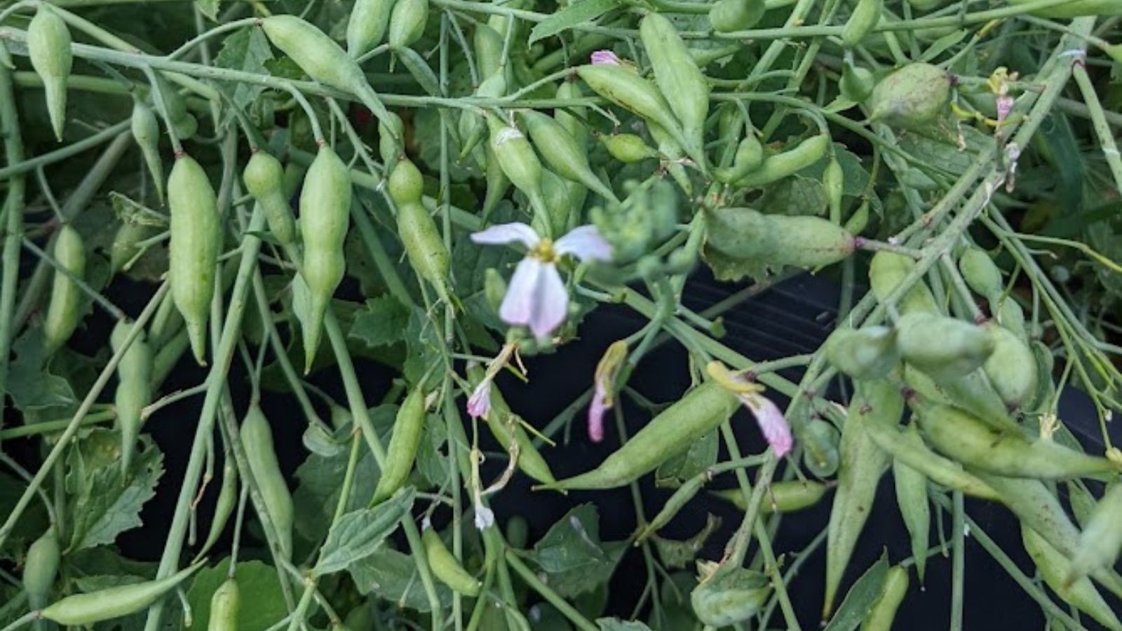 radish seed pods.
