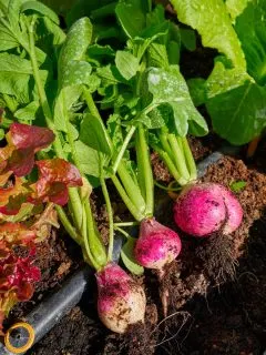 Lettuce and radishes in the garden.