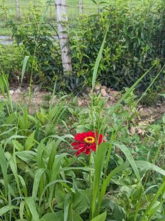 Johnson grass overtaking a bright red zinnia flower.