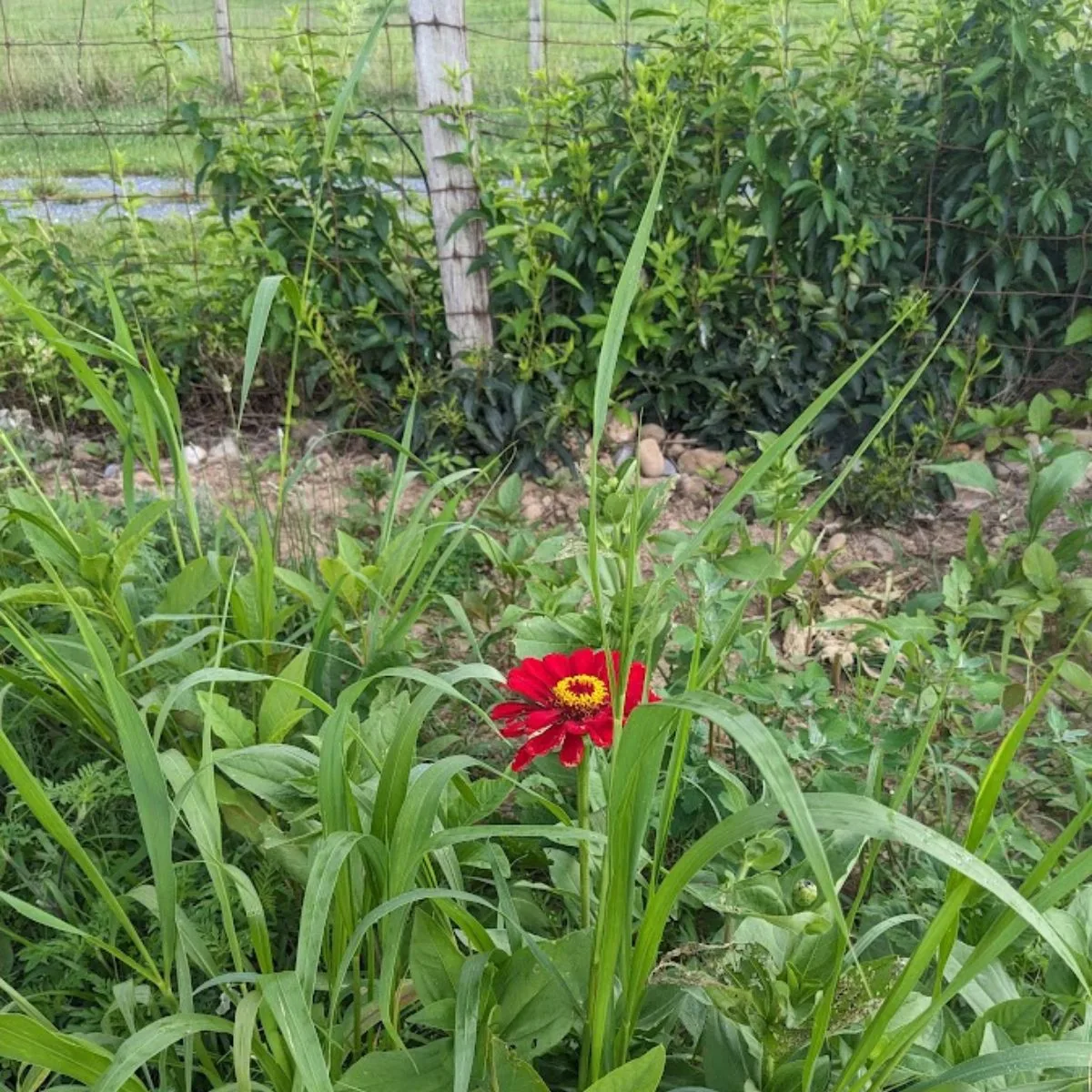 Red zinnia flower surrounded by Johnson grass.