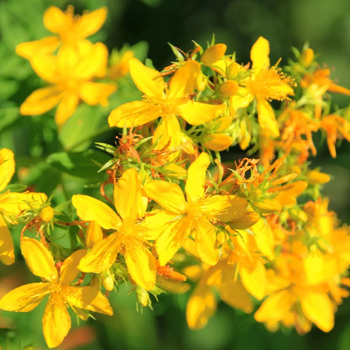 Yellow St. John's-wort flowers.