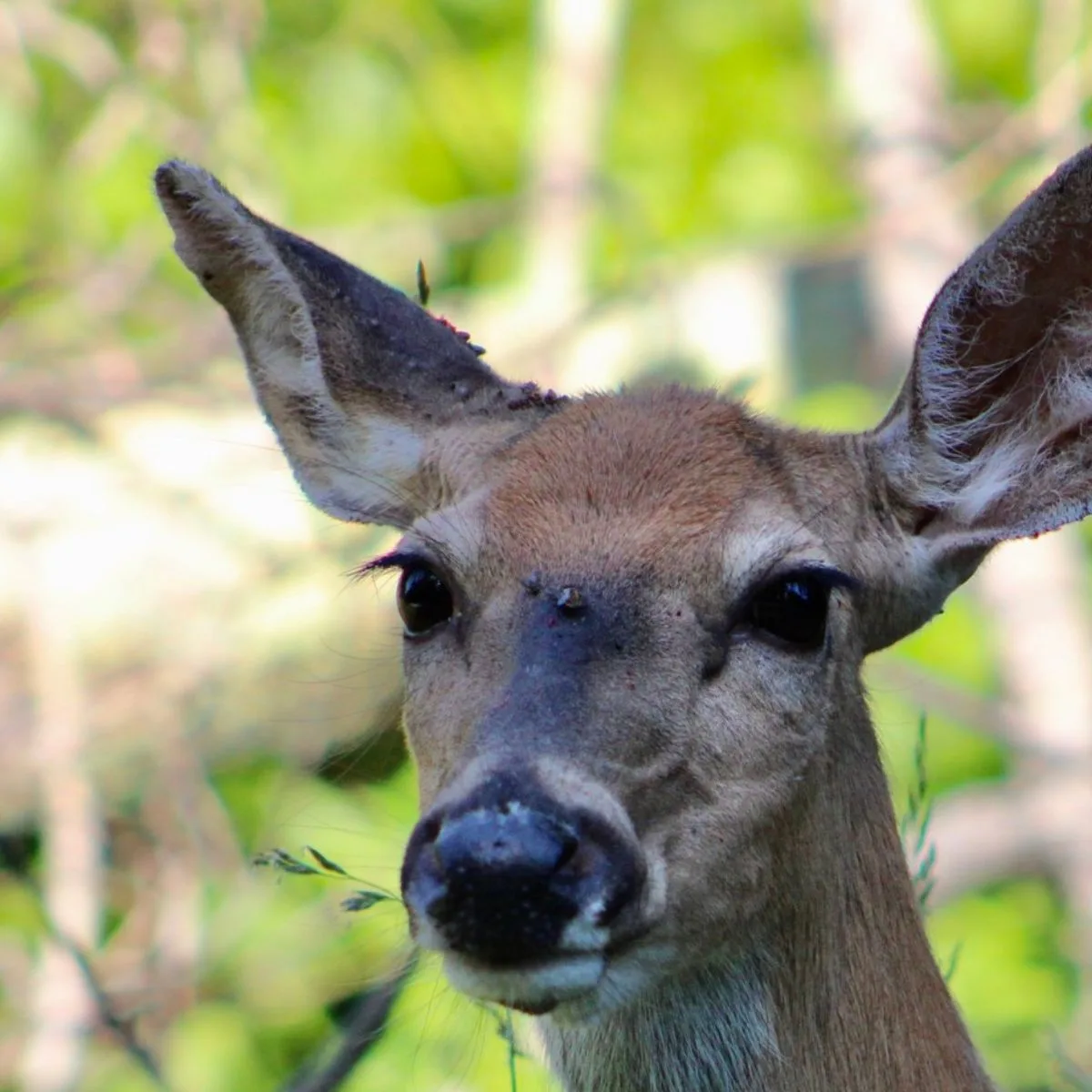 Tick on a deer's forehead. 