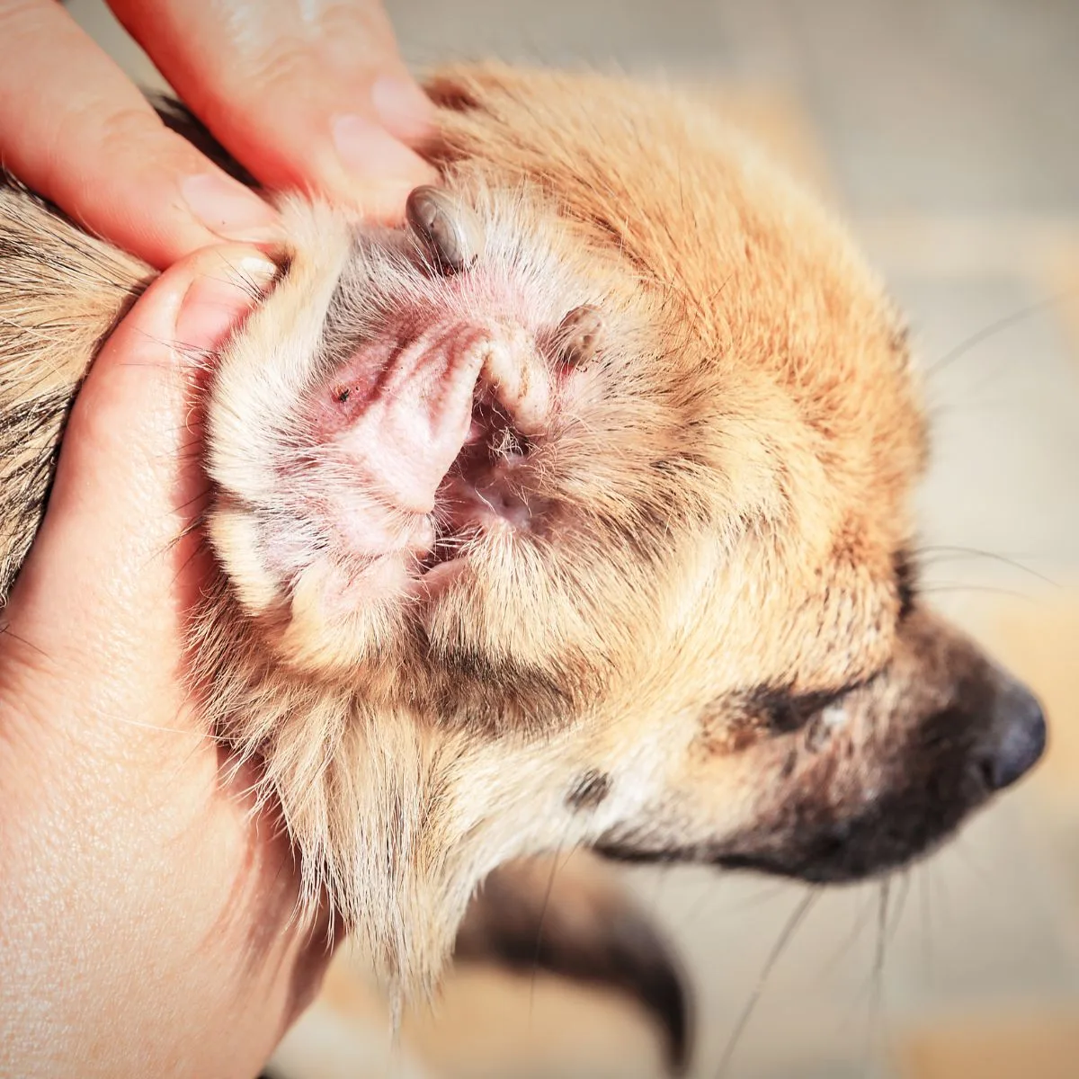 An engorged tick inside a dog's ear.