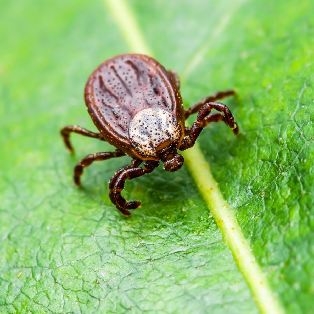 Tick on a green leaf. 