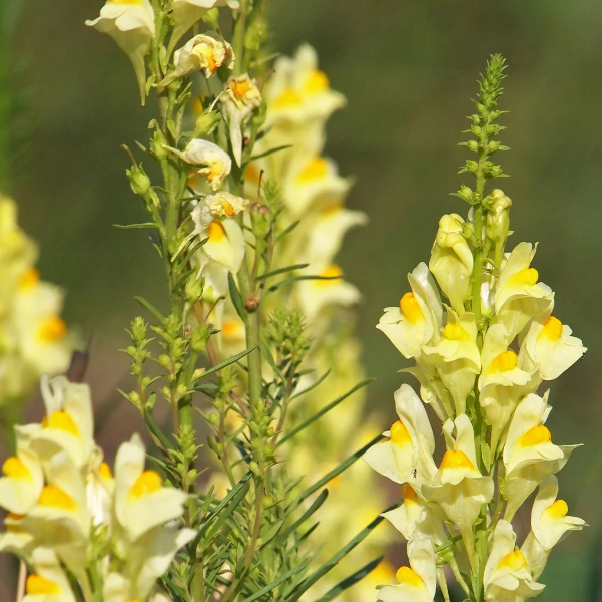 Toadflax flowers.