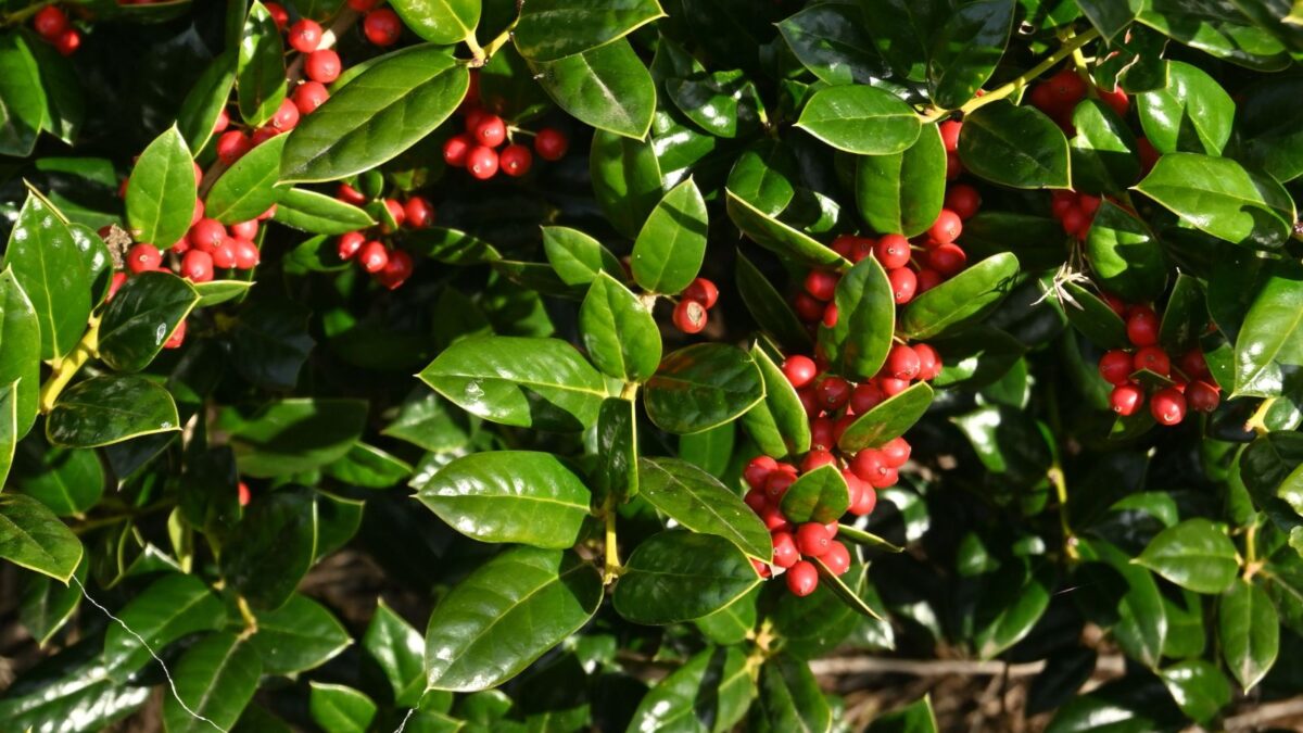 Chinese dwarf holly - Ilex cornuta.