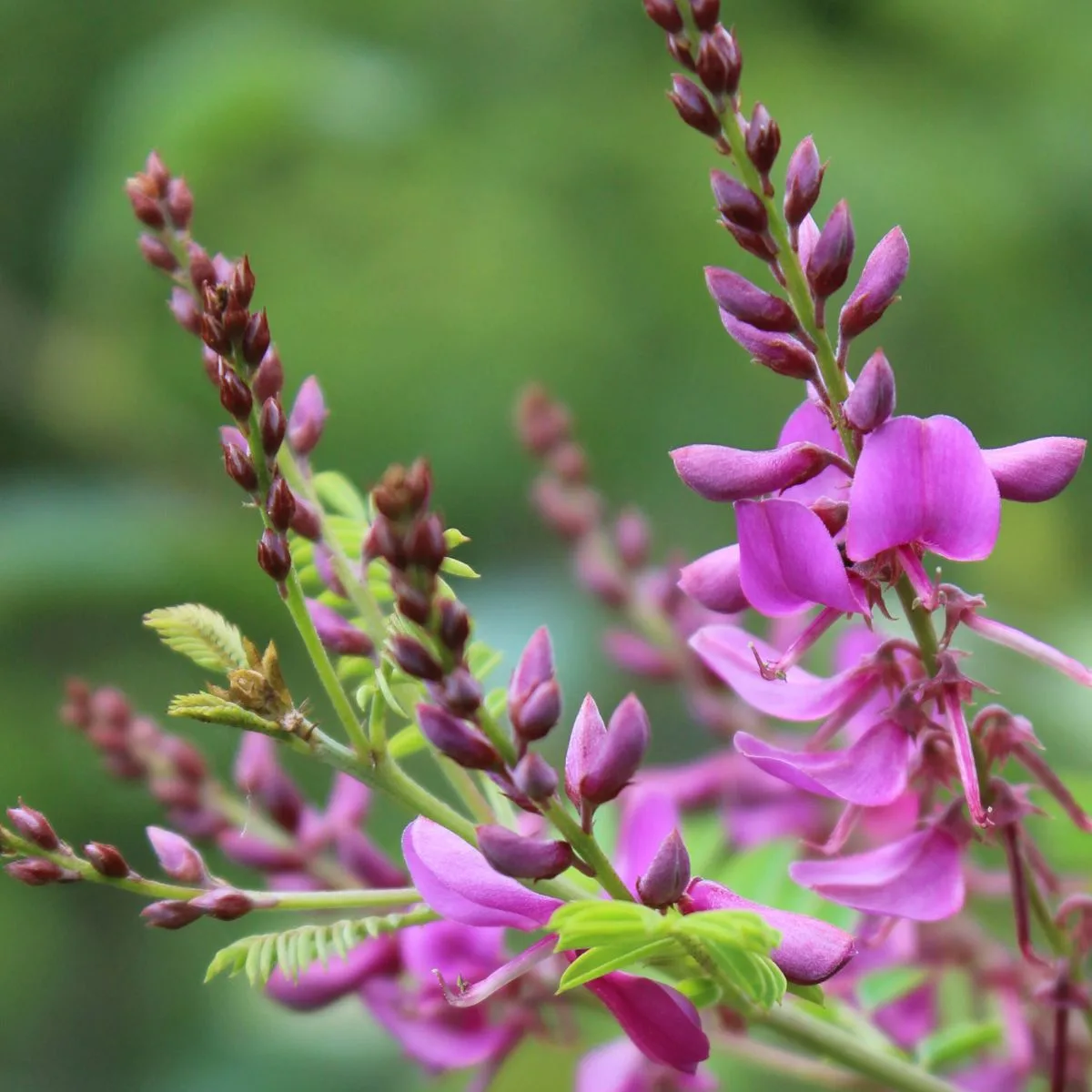 Pink flowers of indigofera kirilowii