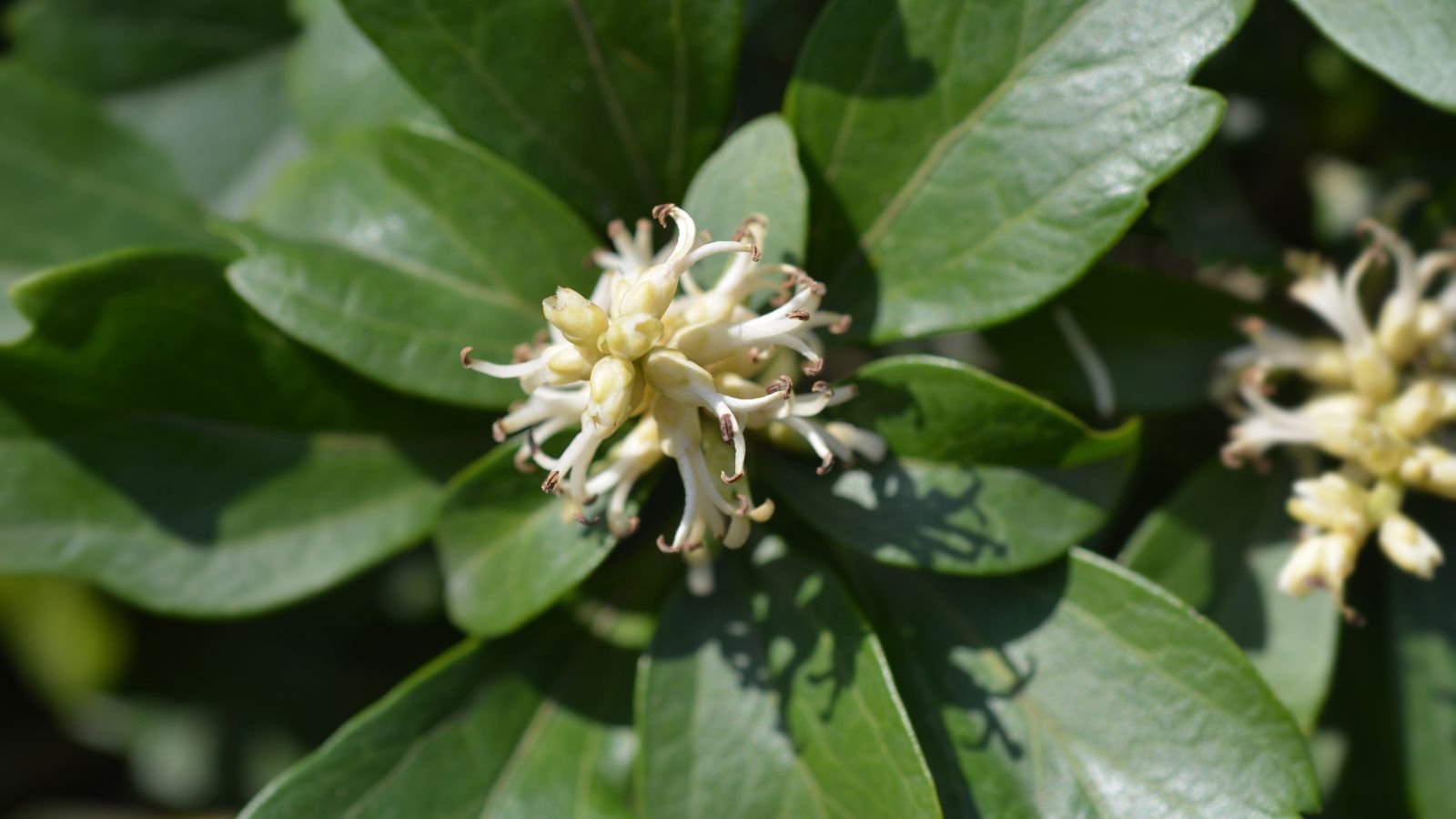 Japanese Pachysandra bush.