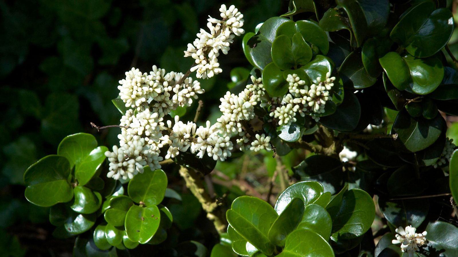 Ligustrum japonicum "Rotundifolium".