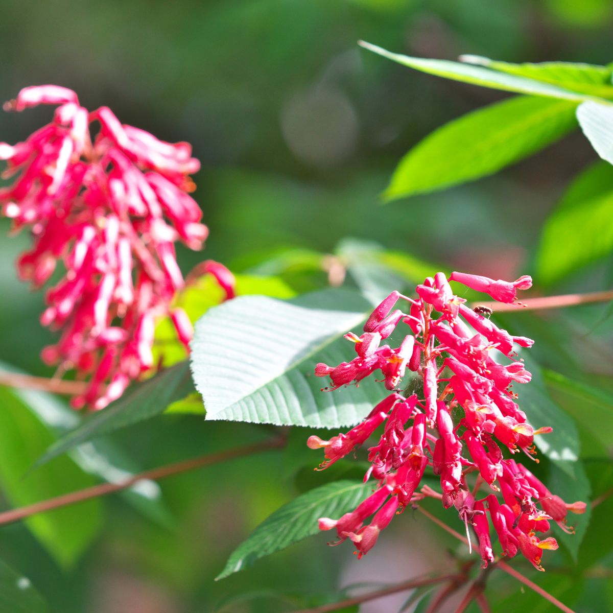 Red Scarlet buckeye flowers.