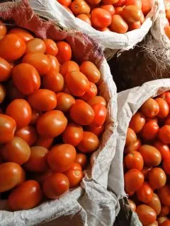 Many baskets of freshly picked tomatoes