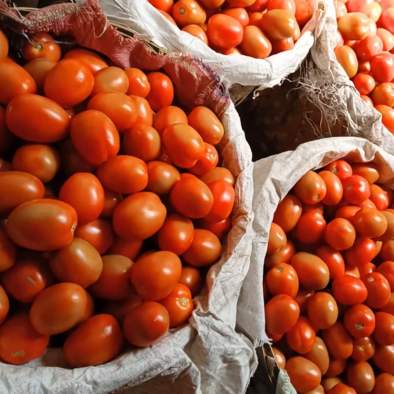 Many baskets of freshly picked tomatoes