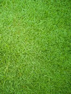 A patch of Bermuda grass.