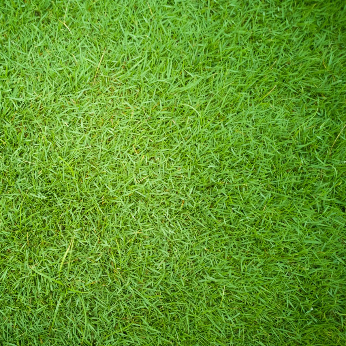 Bermuda grass.