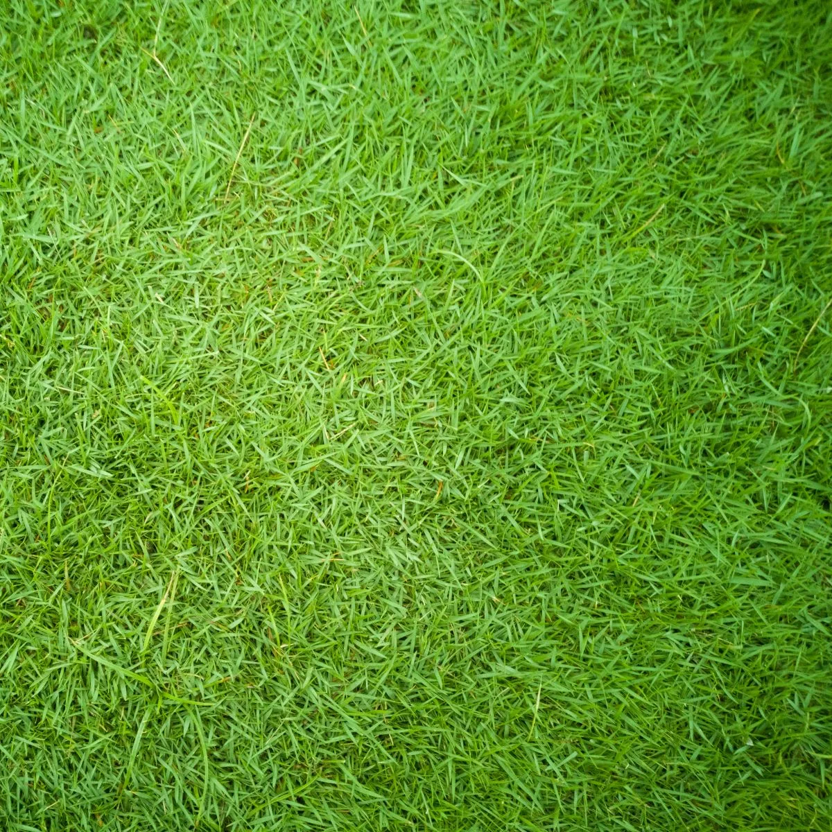 A patch of Bermuda grass.