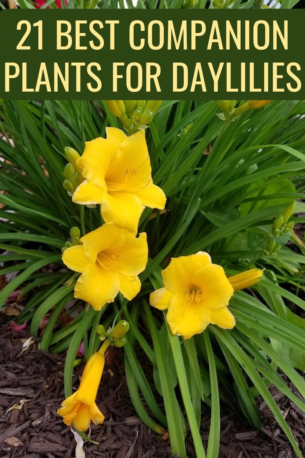 21 best companion plants for daylilies.
