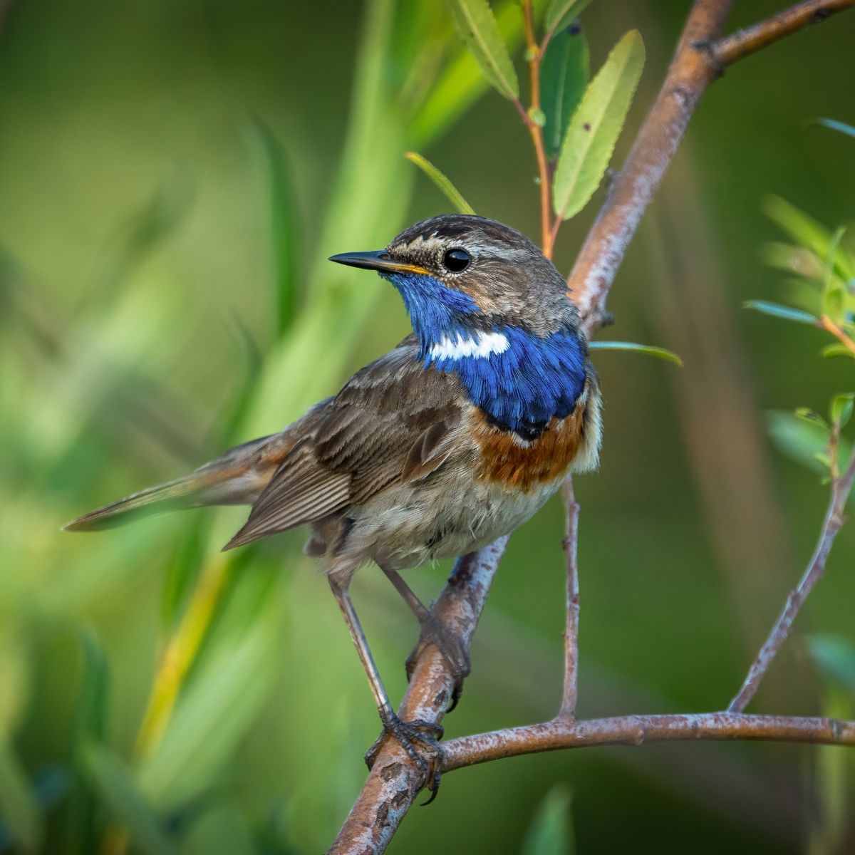 Pretty bird with a blue neck is standing on a tree branch. 