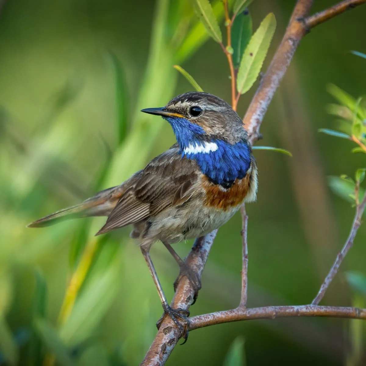 Pretty bird with a blue neck is standing on a tree branch. 