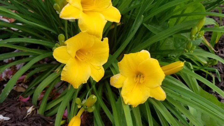21 Best Companion Plants for Daylilies