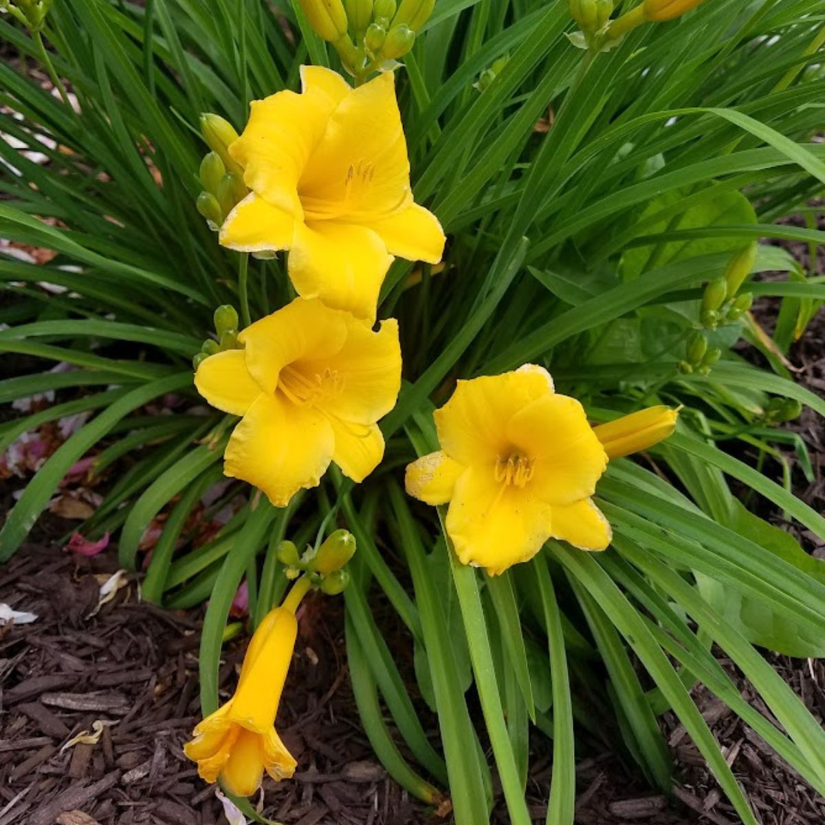 bright yellow day-lilies.
