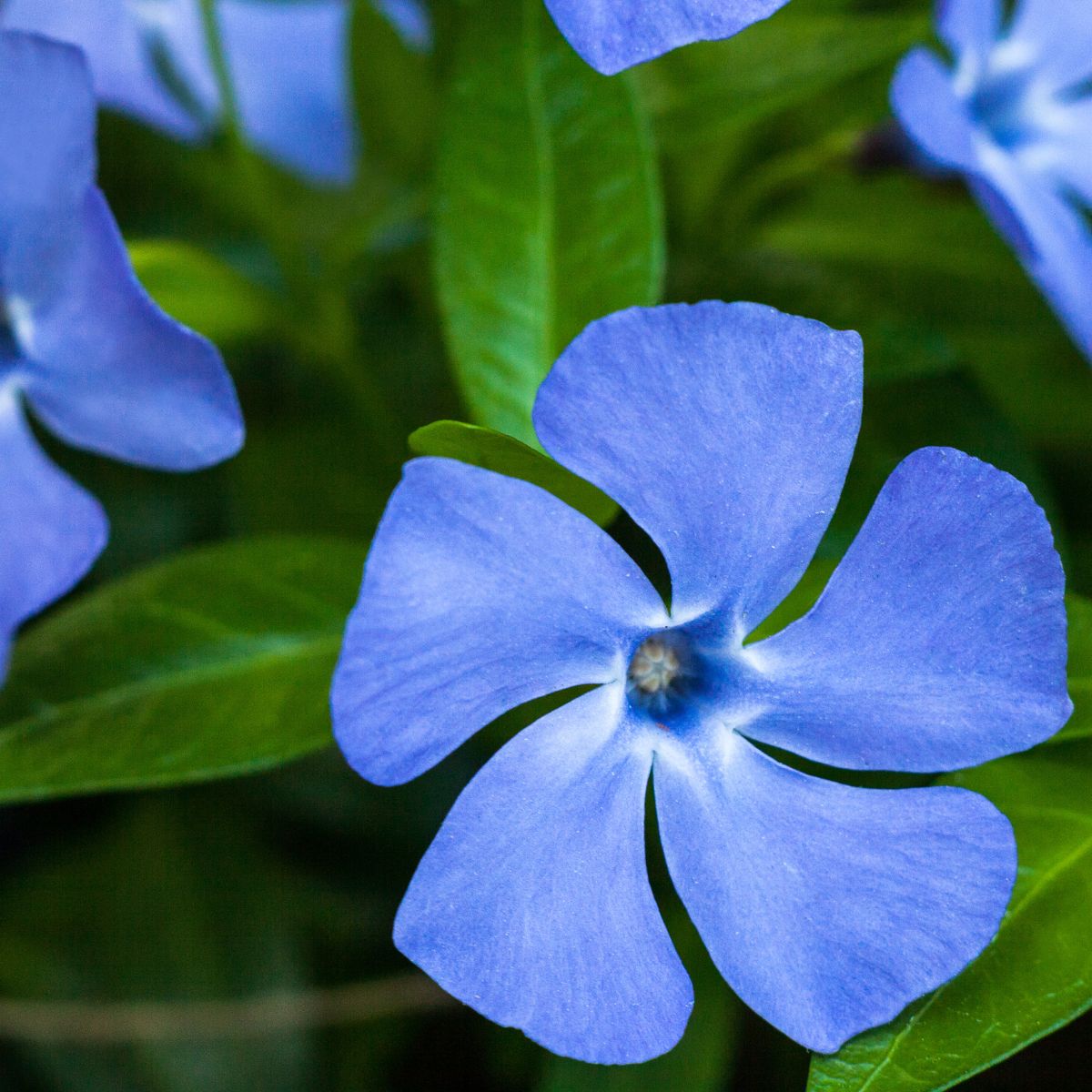Blue periwinkle flowers.