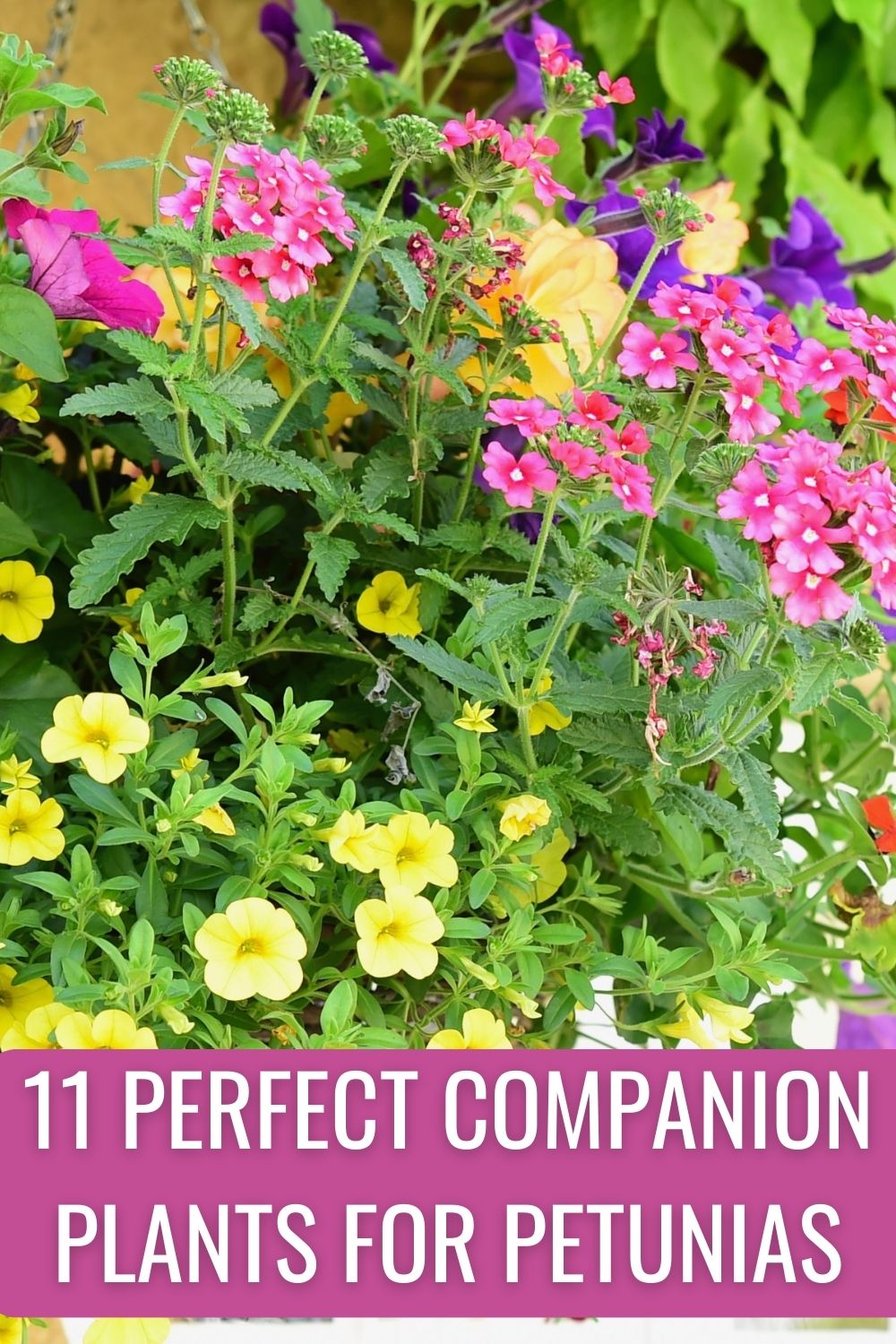 11 Perfect Companion Plants for Petunias