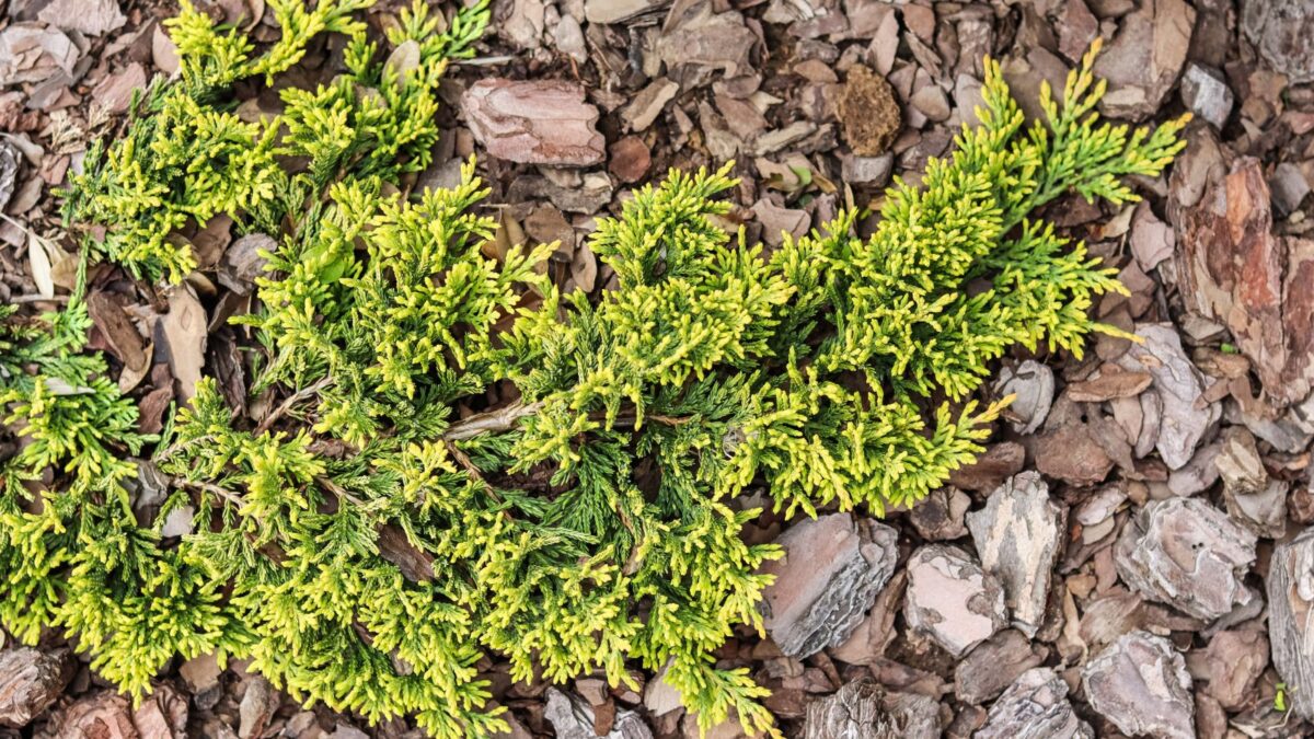 creeping juniper over brown bark.