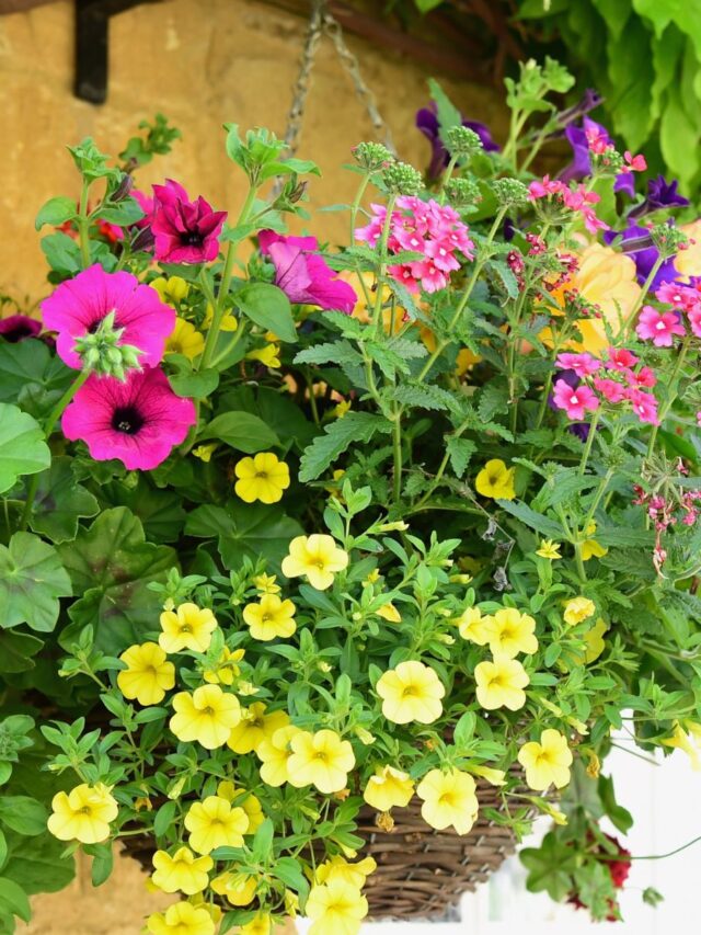 What to Plant With Petunias for a Bright Colorful Garden Display