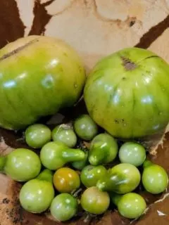 Green tomatoes big and small.